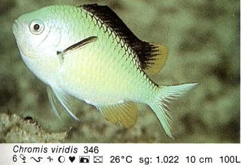 Chromis viridis